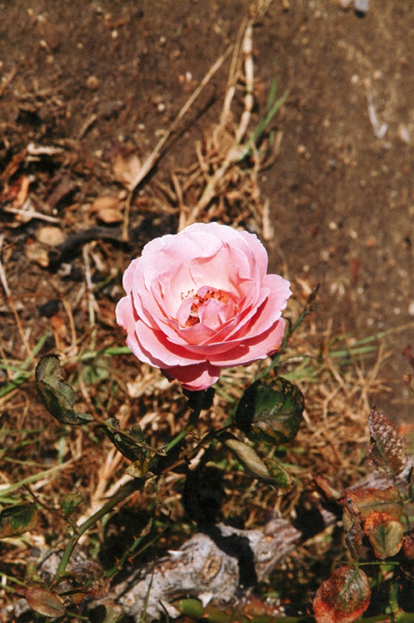 https://www.benivuula.com:443/files/gimgs/th-114_010_ Yuula_Benivolski_Dear_X_2019.jpg